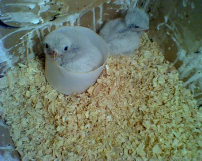 Baby Kestrel with injured leg in the container.
