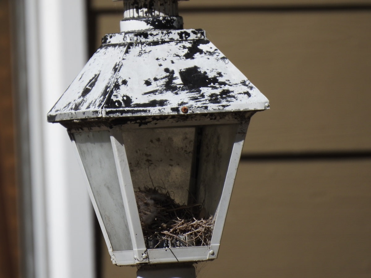 wren nest in lamppost