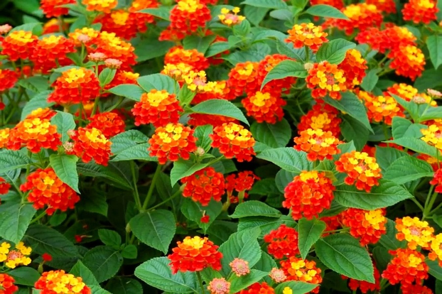 lantana flowers in bloom