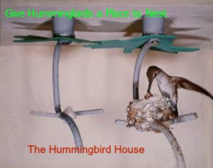 large photo of hummingbird bird house