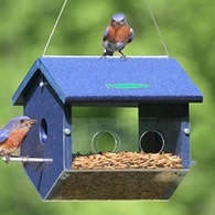 Bluebird Mealworm Feeder