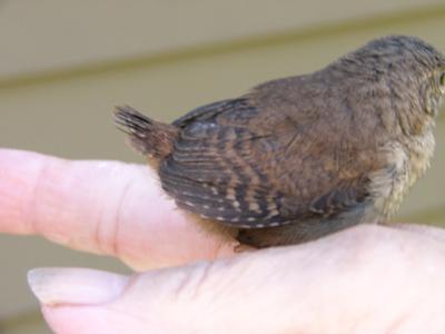 Baby Wren on my Finger