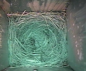 Live Bluebird Nest Cam
