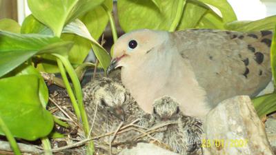 Adult Dove Brooding Chicks