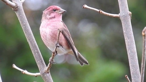 Purple Finch Mating Nesting And Feeding Habits,Granton Blade Santoku Knife Uses