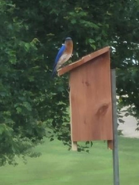 male eastern bluebird standing on top of birdhouse