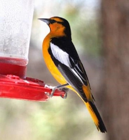 Male Bullock's Oriole on Hummingbird Feeder