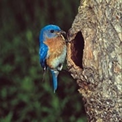 Male Eastern Bluebird at Tree Nest Cavity