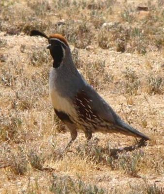male gambels quail on ground