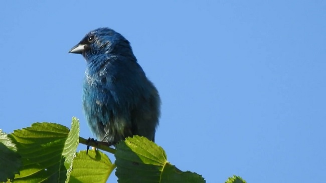 Male Indigo Bunting on Shrub
