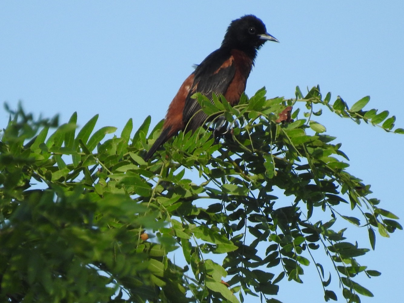 male orchard oriole in top of tree