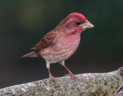 male purple finch