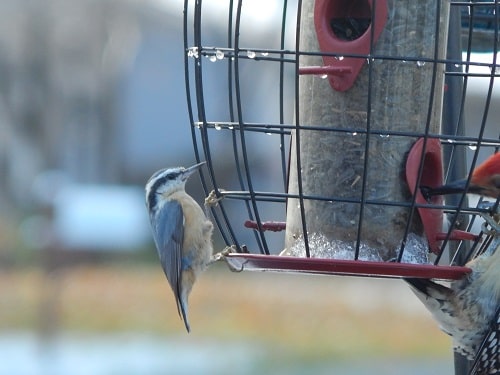 Female Red-breasted Nuthatch at Sunflower seed feeder