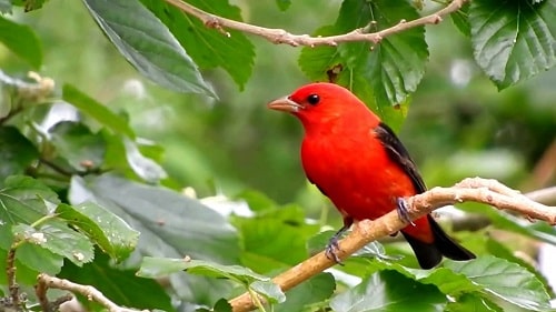 Male Scarlet Tanager bird on limb
