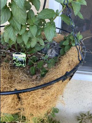 Mourning Dove Babies