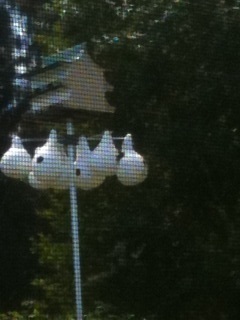 purple martin house with gourds below
