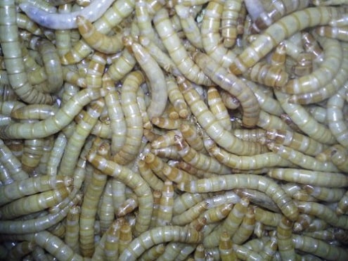 Mealworms Can Be Home Grown for feeding birds and chickens