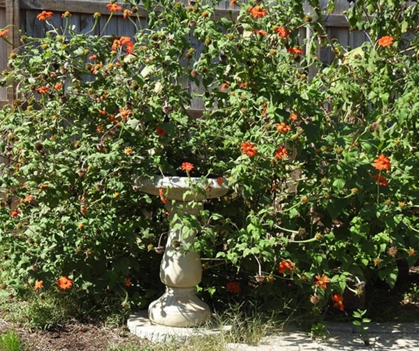 mexican sunflower seed heads ripe for feeding goldfinches