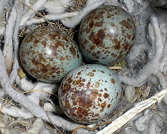 a nest of three mockingbird eggs