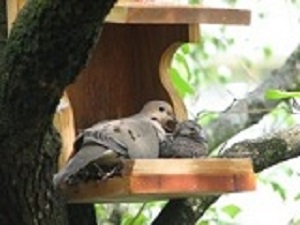 moma and baby dove in nest shelf