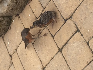 robin feeds young on deck