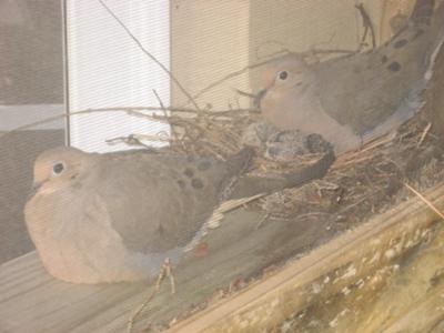 5 days old! Proud momma & daddy dove!