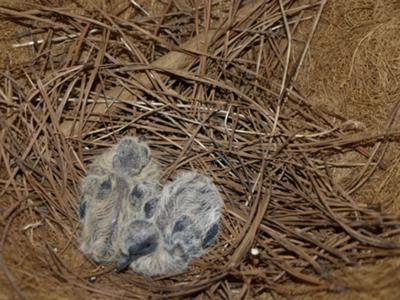 Two Tiny Dove Chicks