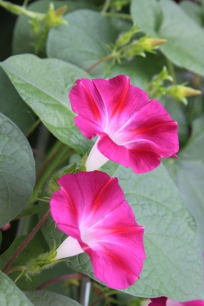 morning-glory blooms