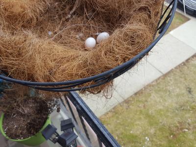 Mourning Dove Eggs
