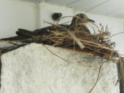 Dove sitting on her eggs in carport