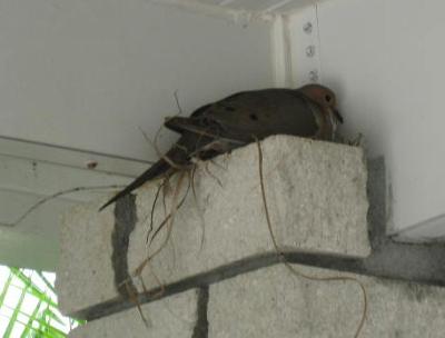mourning dove nest in corner of carport