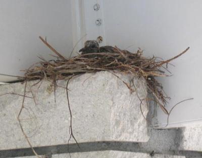Baby Dove in Carport Nest