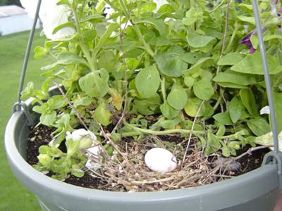 Dove Nest In Hanging Petunia