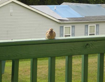 Coming home to visit 