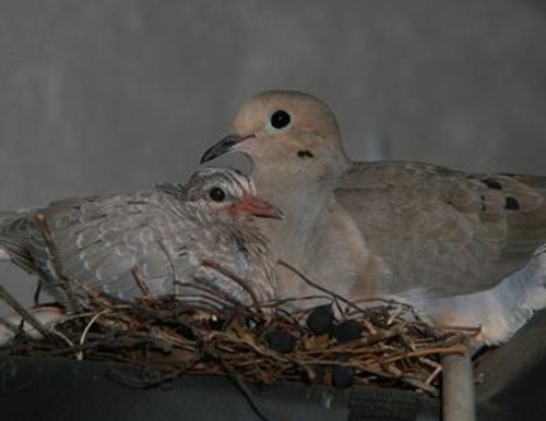 female dove in nest with squab (baby)