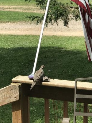 adult dove with young on deck railing