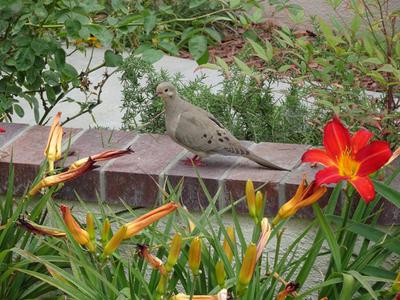 Mourning Dove in Vine by Garage