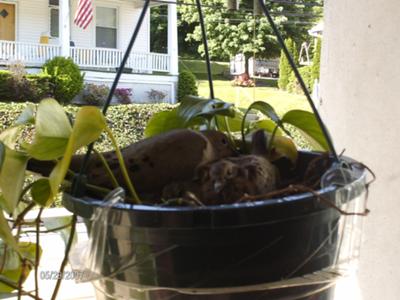 Porch Basket With Nesting Doves
