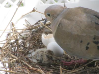 mourning dove with baby chick and eggshell