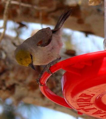 Verdin Drinking at Hummingbird Feeder