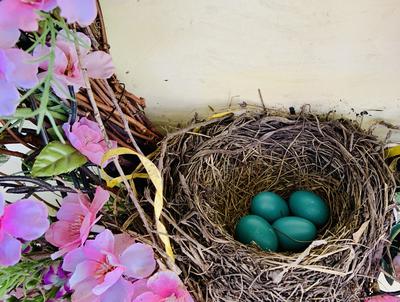 Four Robin Eggs in Nest