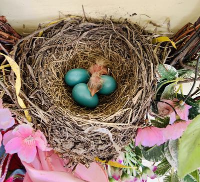 Robin Hatching Out of Egg