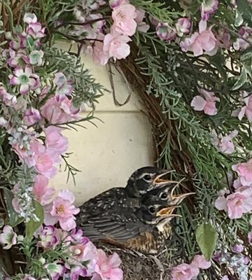 Young Robins About to Fledge Wreath Nest