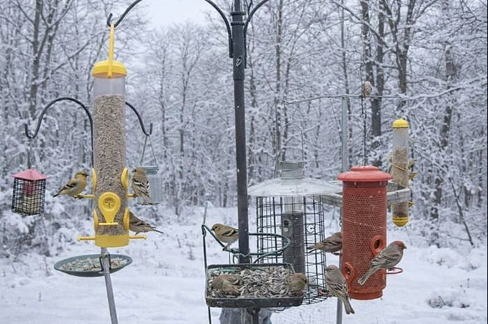 My bird feeding station with multiple types of feeders