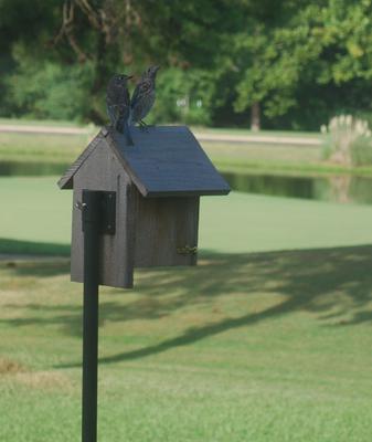 Two babies before molting