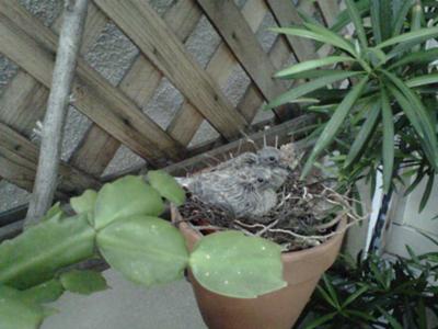Earlier Nest of Mourning Dove Chicks