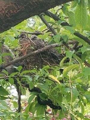 two baby doves in nest