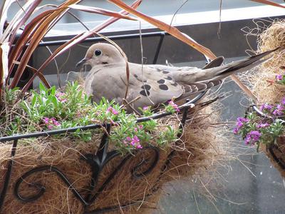 Nesting in the Planter