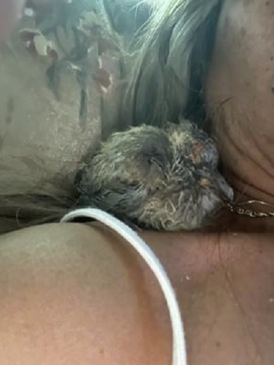 baby dove sitting on my arm