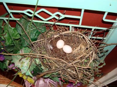 Dove Nest with 2 White Eggs